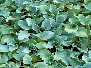 Ustricová rastlina (Mertensia maritima)